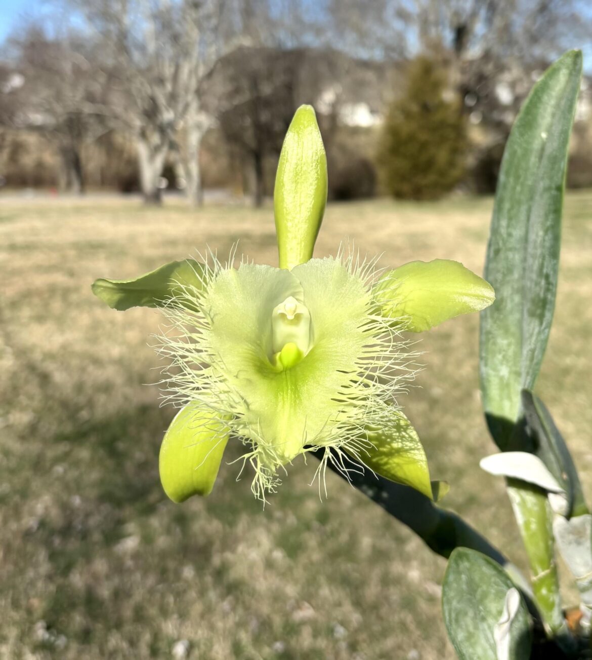 For you fragrance fiends: Rhyncholaelia digbyana