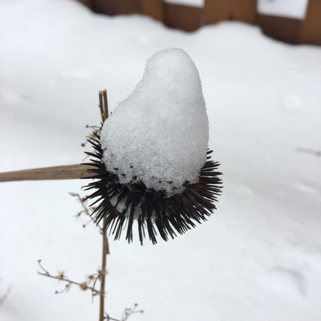 Seedheads & Snow