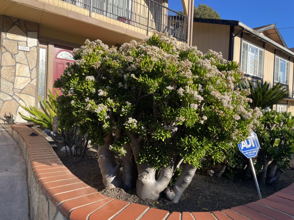 Absolutely Gargantuan Gollum Jade I Saw