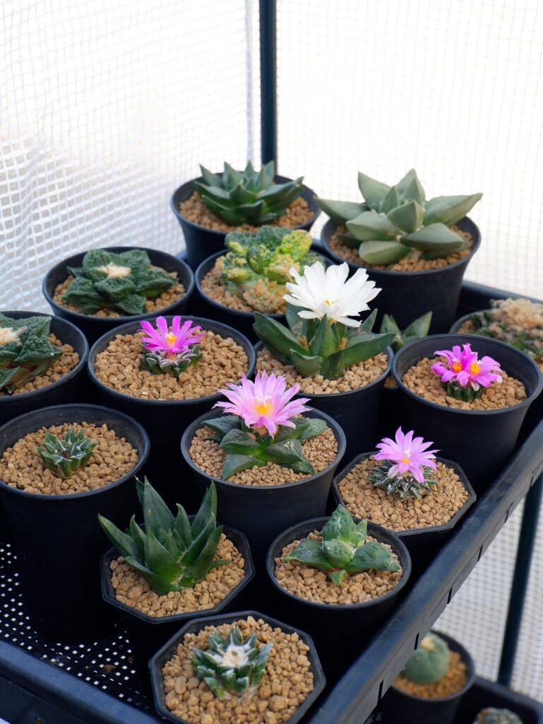 Bloom season for my Ariocarpus 🌵🦖🌸