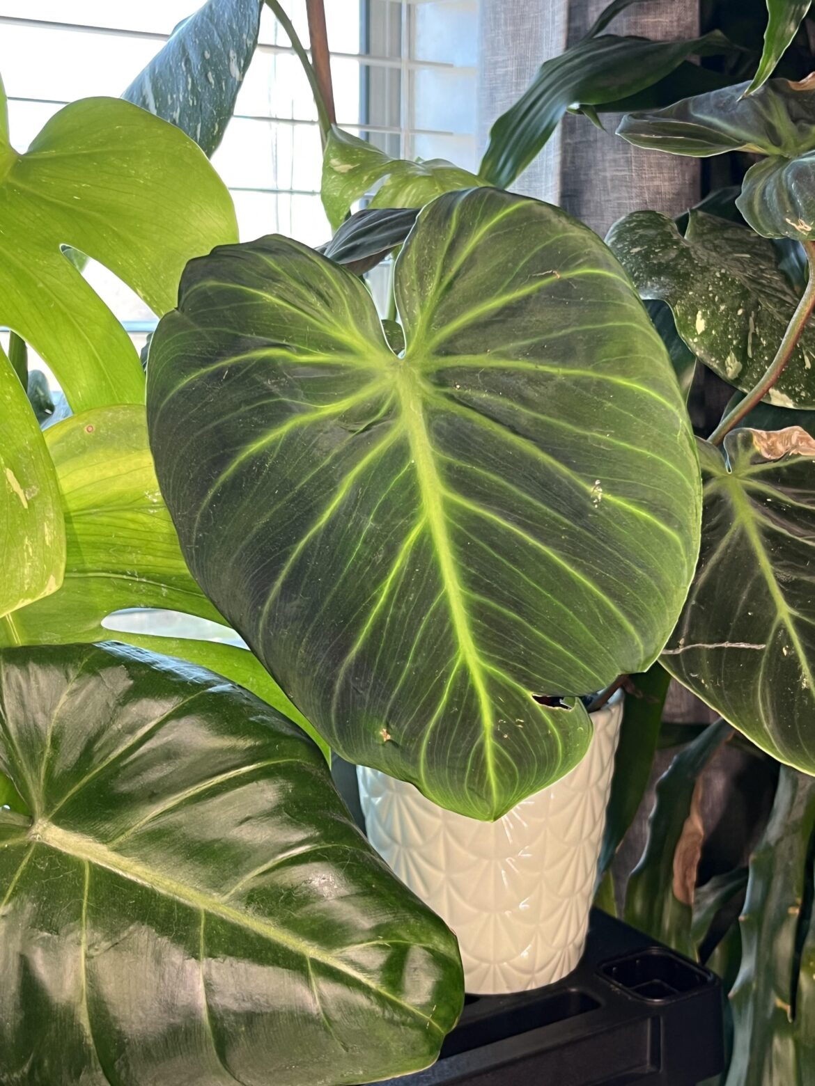 Can you guys ID this philo? I *think* maybe a splendid but I’m not sure. The back of the leaves are red