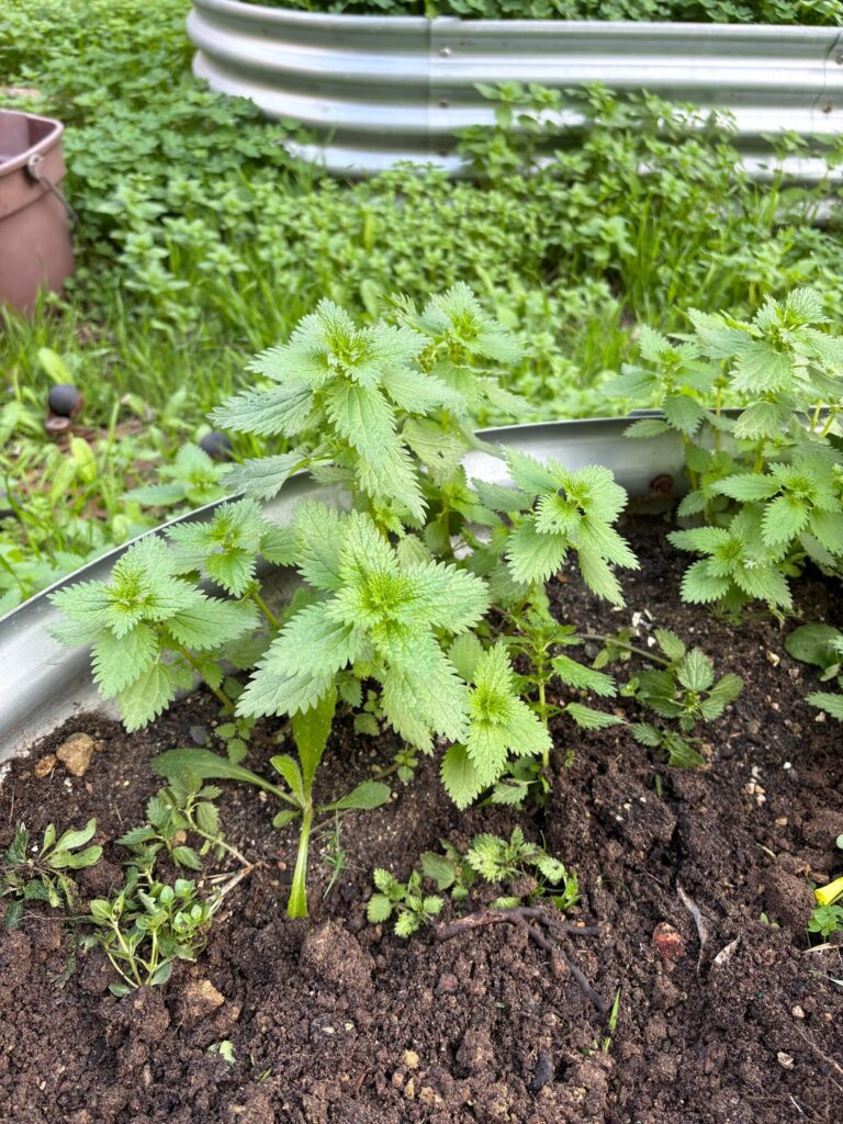 Growing in Southern California. Is it stinging nettle? Leaves are mildly painful to the touch
