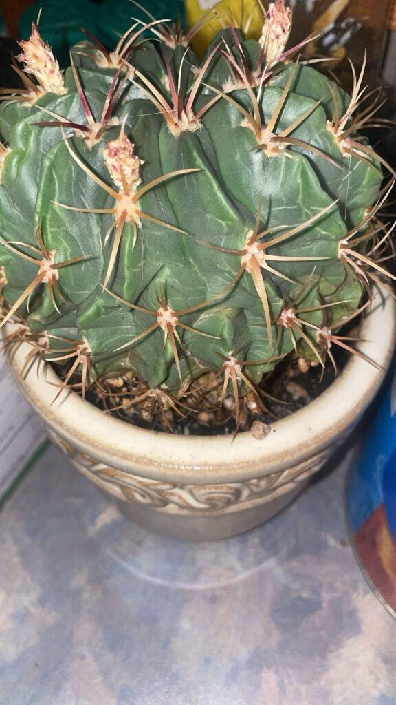 What kind is this? Is it alive? What kind is this? Is it alive?