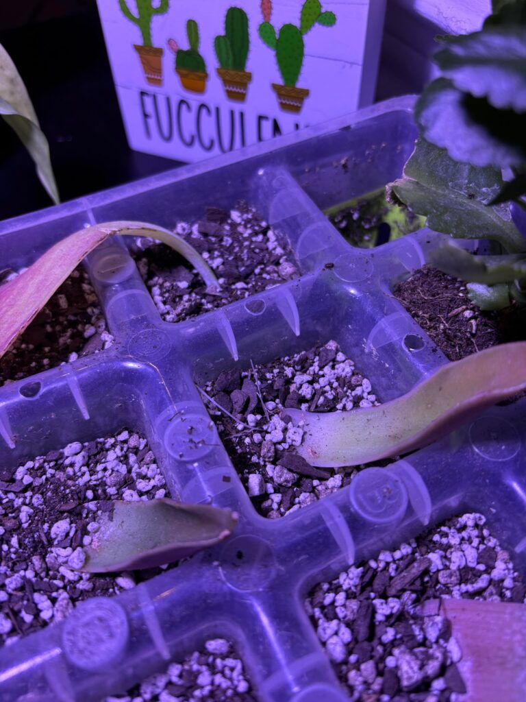 My plant (and me) are confused, why are the roots growing up? My plant (and me) are confused, why are the roots growing up?