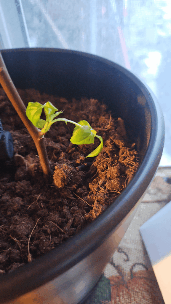First time propagating, help?