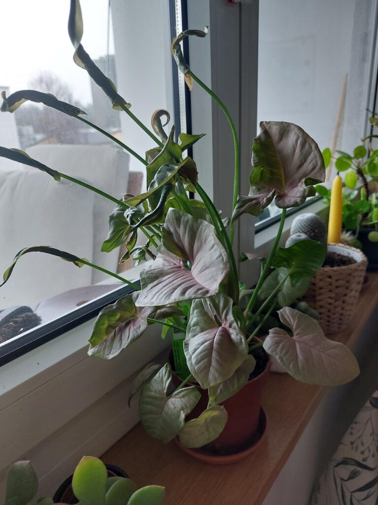 My plant has been having this many new leaves on the way for a very long time but they do not unfold/open. Why could that be?