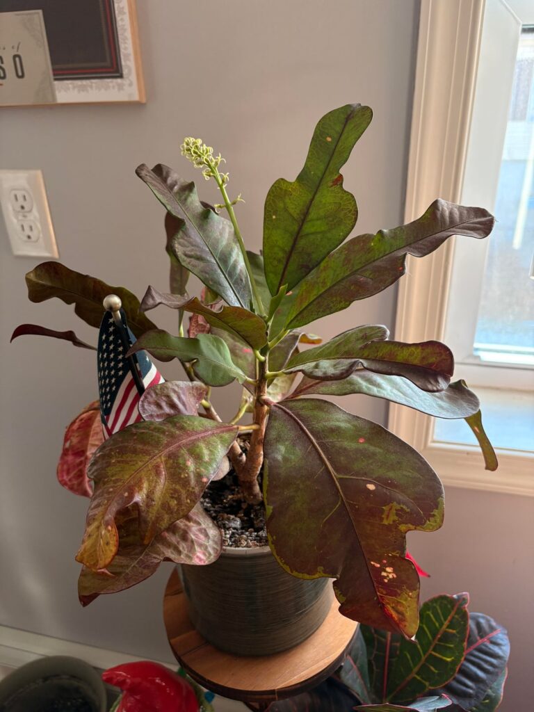 What plant is this? Good news is it’s budding! 😅