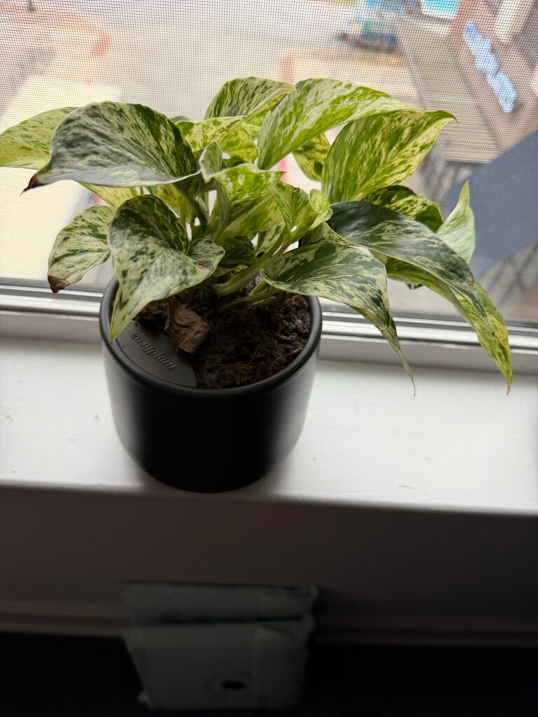 Is my Marble Pothos from Easyplant slowly dying ? Is my Marble Pothos from Easyplant slowly dying ?