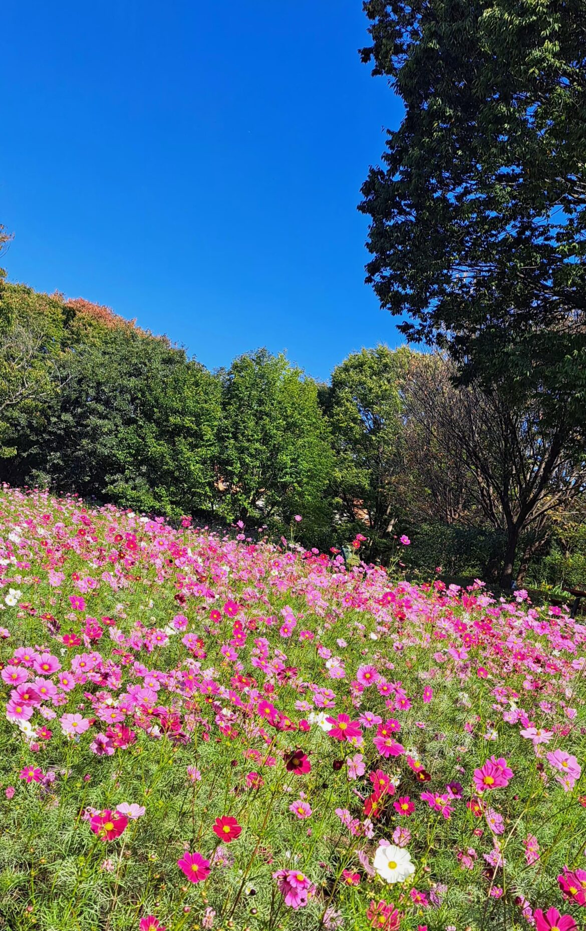 Autumn cosmos in a Japanese park (photographed last year)