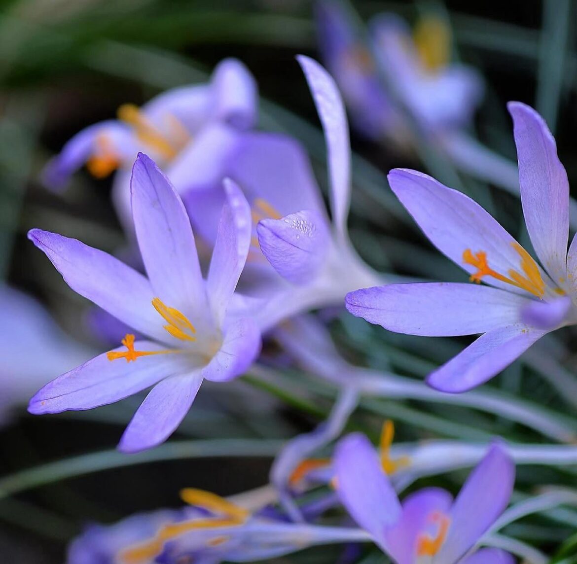 Crocus porn
