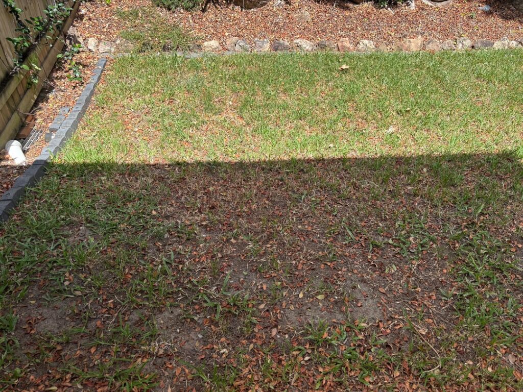 Grass ID – Brisbane Aus Grass ID - Brisbane Aus