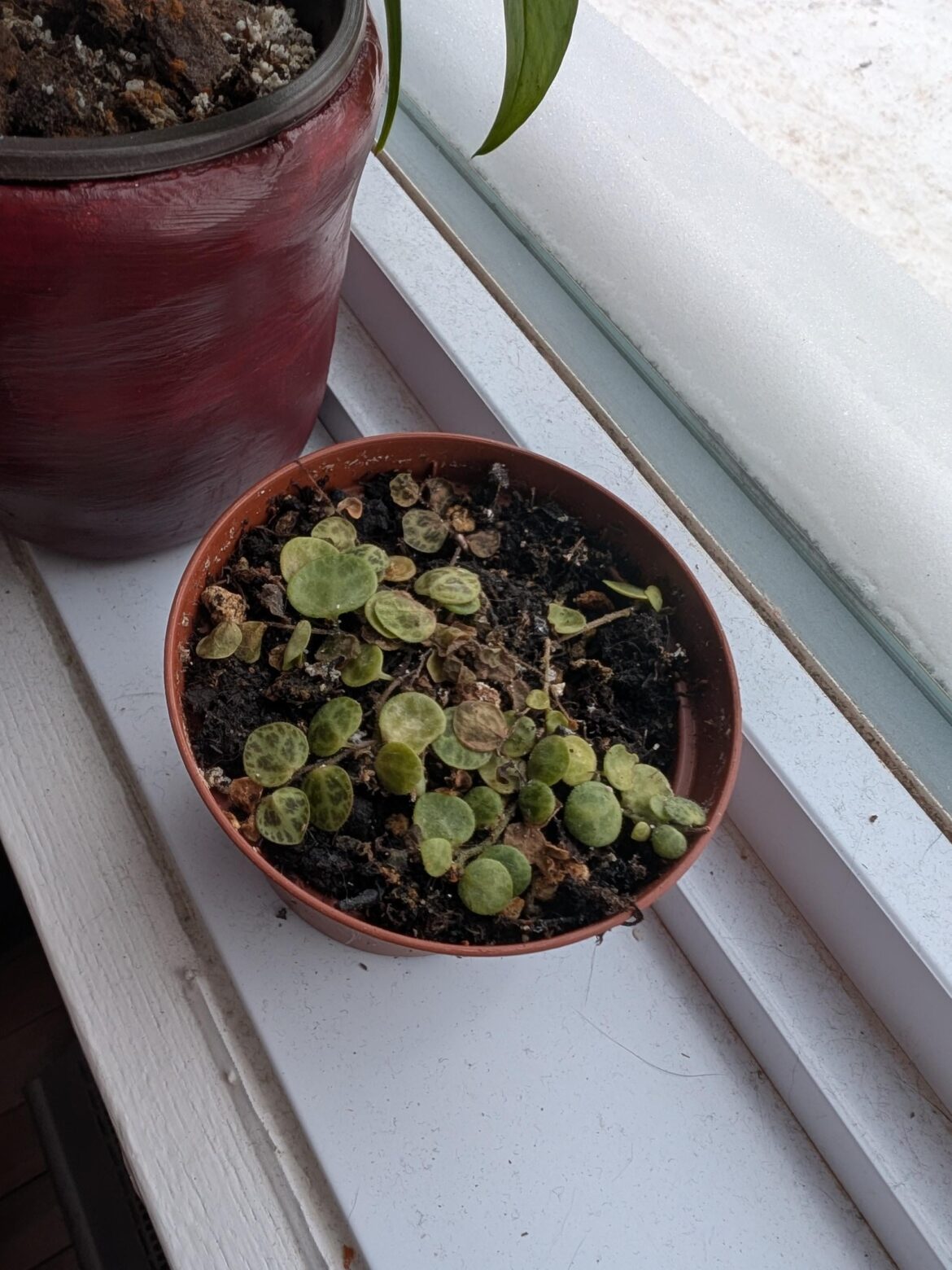 String of turtles not doing too well, what should I do? String of turtles not doing too well, what should I do?