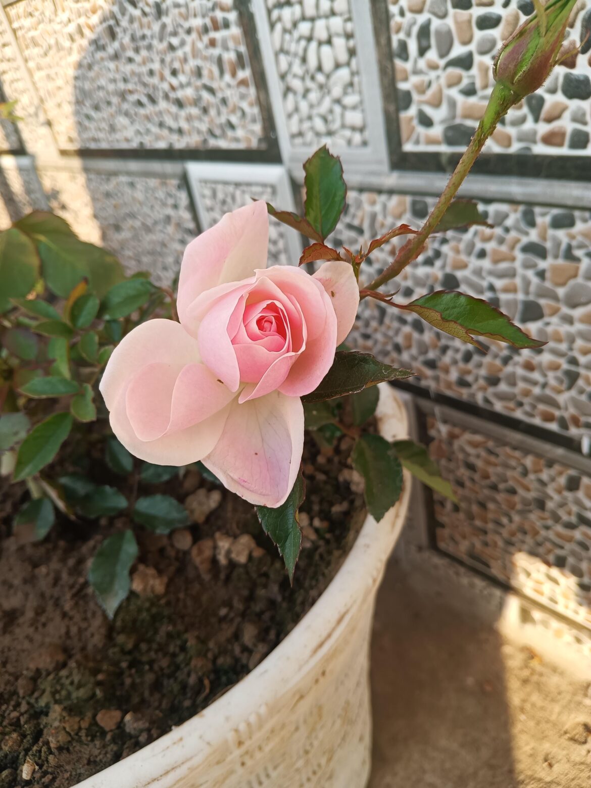 First pink rose in my small garden 🏡