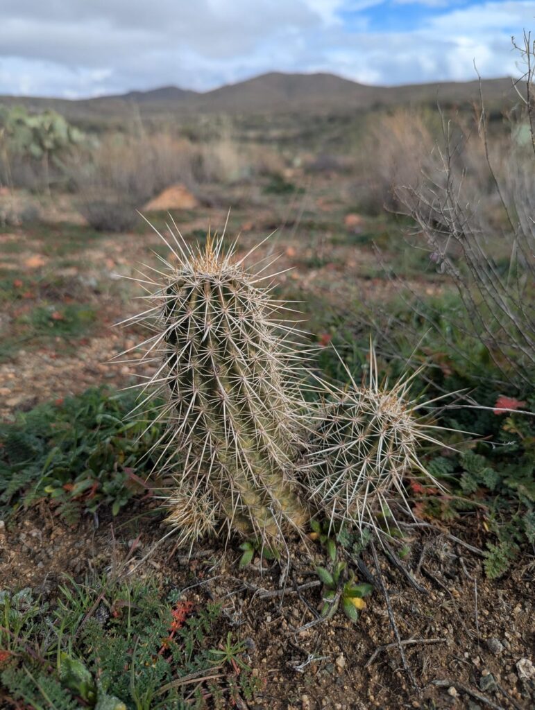 Closeup in-situ pics from my Arizona trip