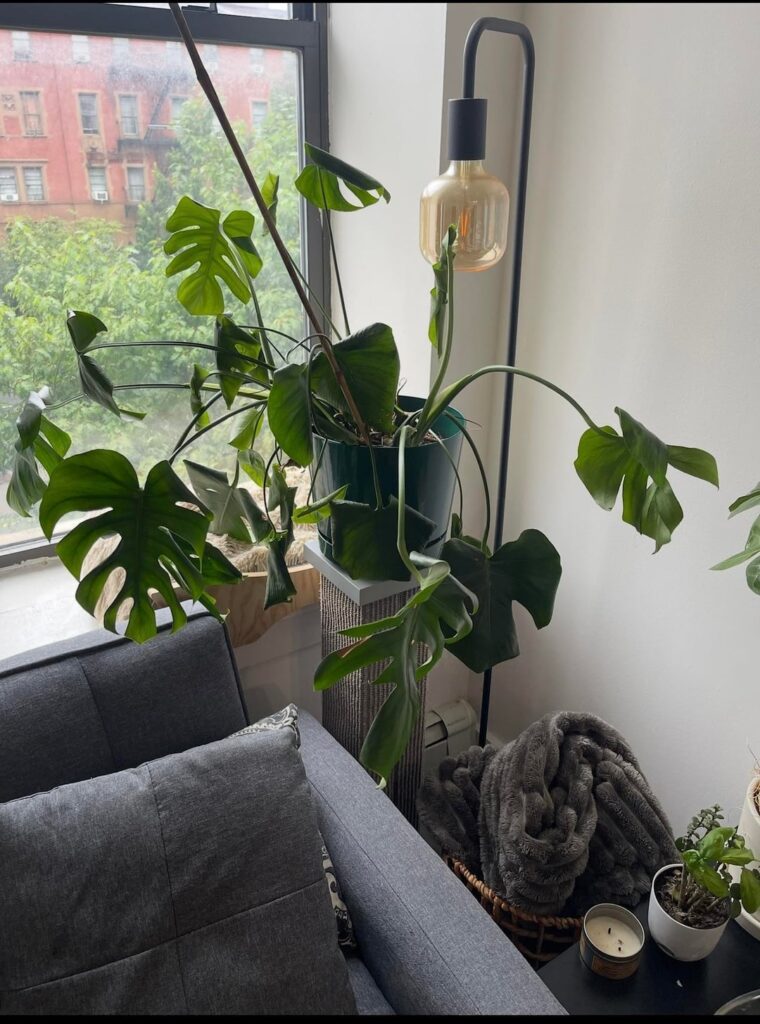 Swipe for a dramatic turnaround for Monty the Monstera