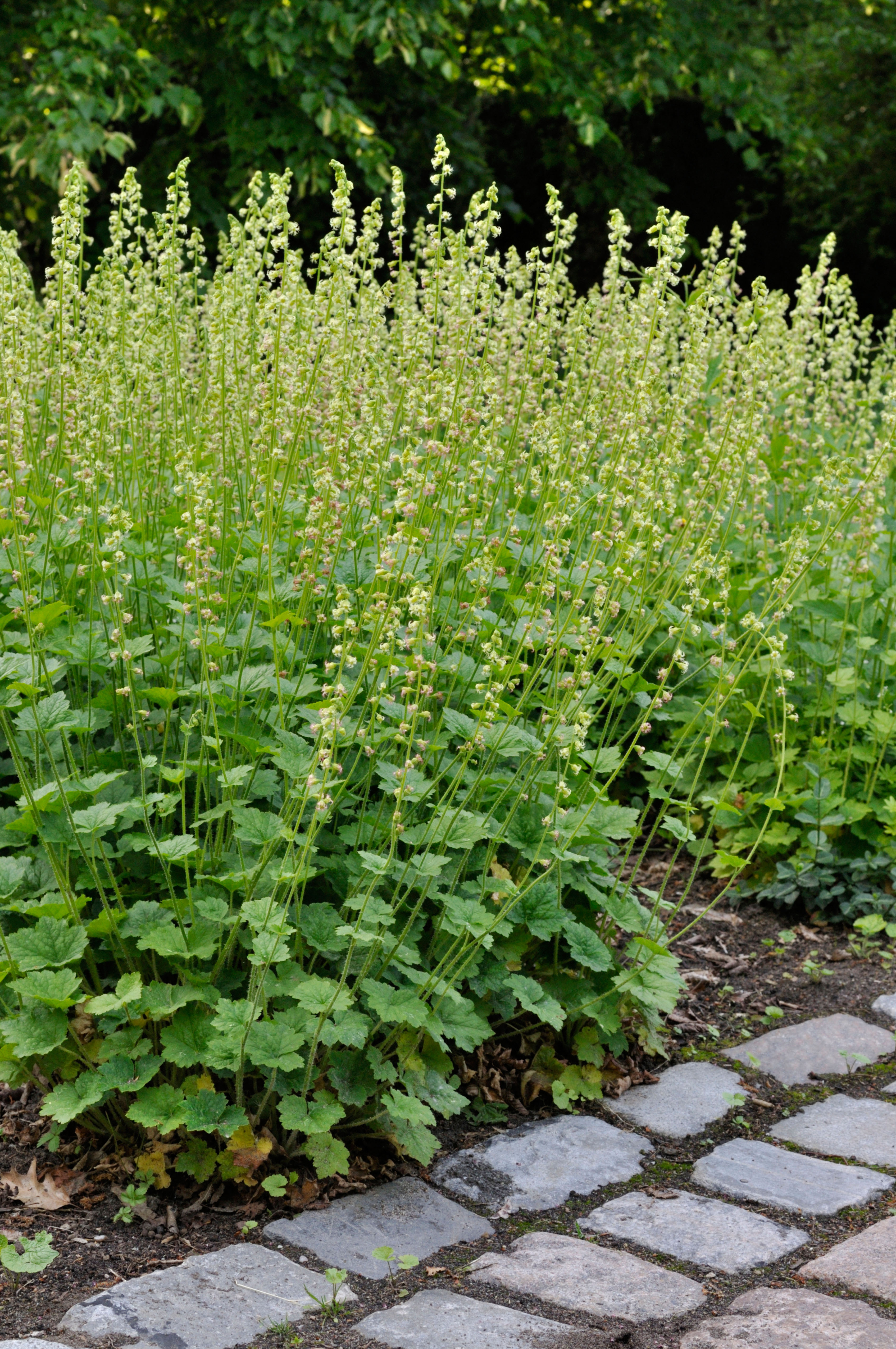 Fragrant fringecup (Tellima grandiflora) plants with pale green flowers growing next to a stone path.
