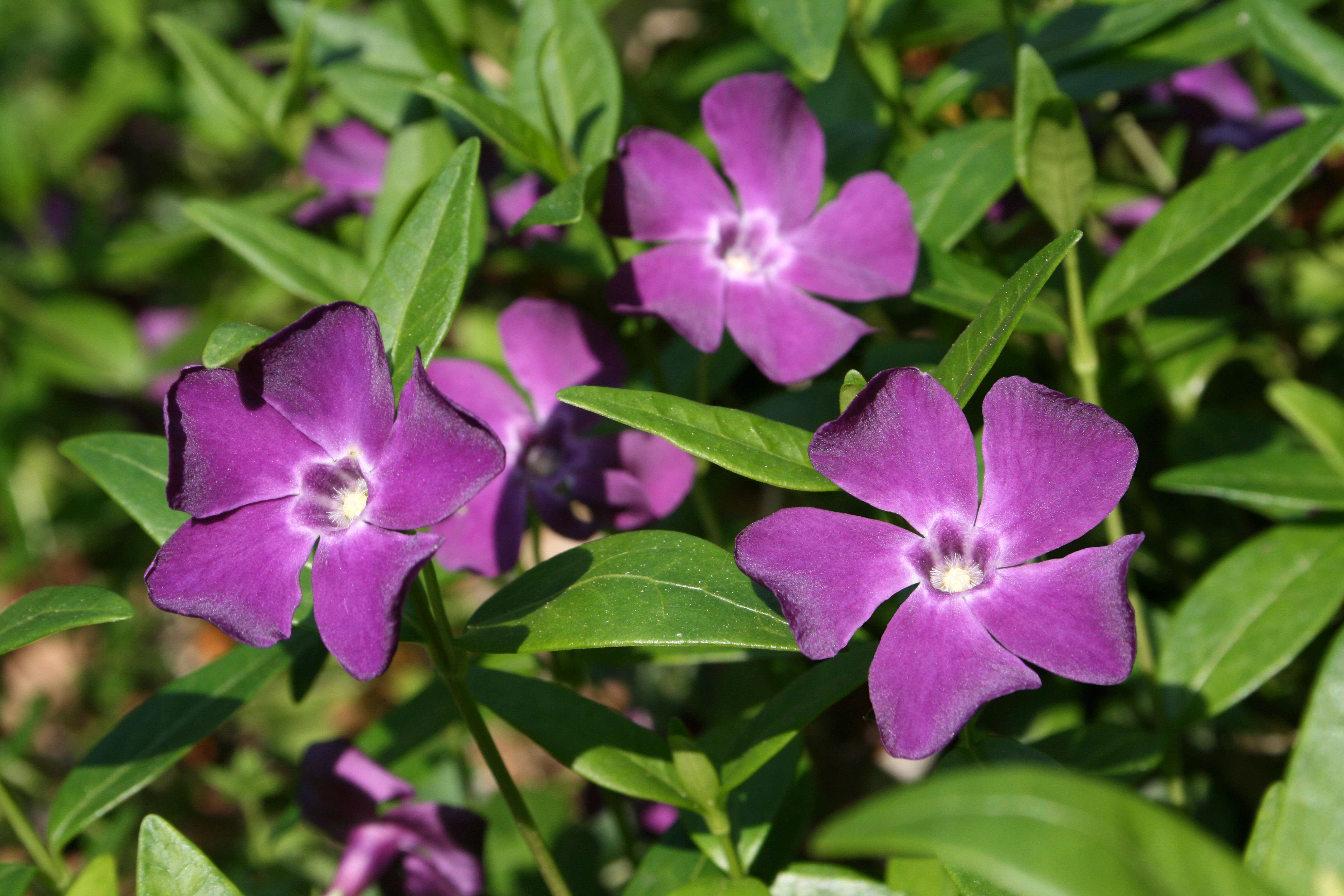 Purple Vinca minor 'Atropurpurea' flowers.