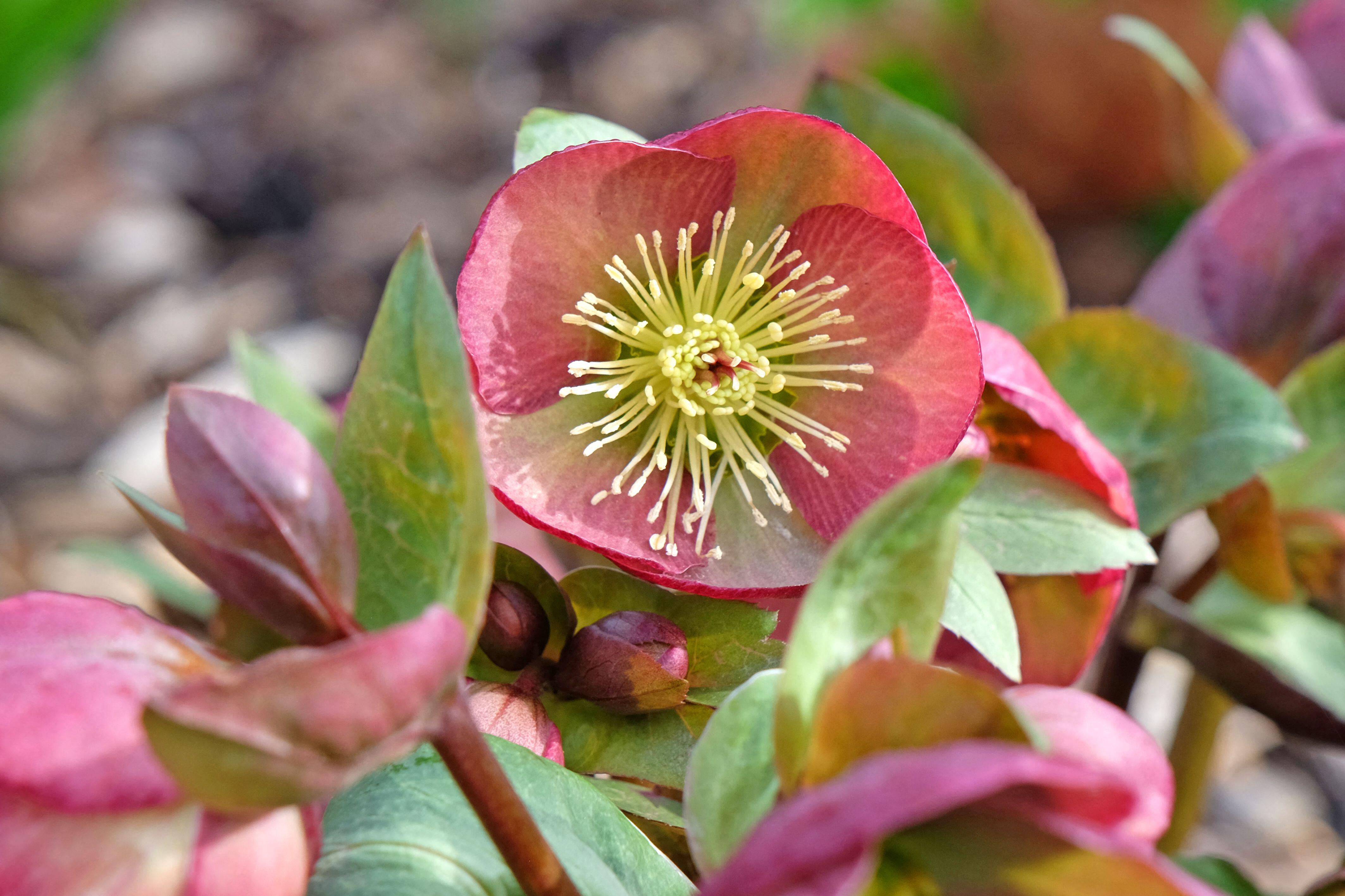 A pink hellebore flower, also known as a Lenten rose or winter rose, with a yellow center, surrounded by green leaves and pink buds.