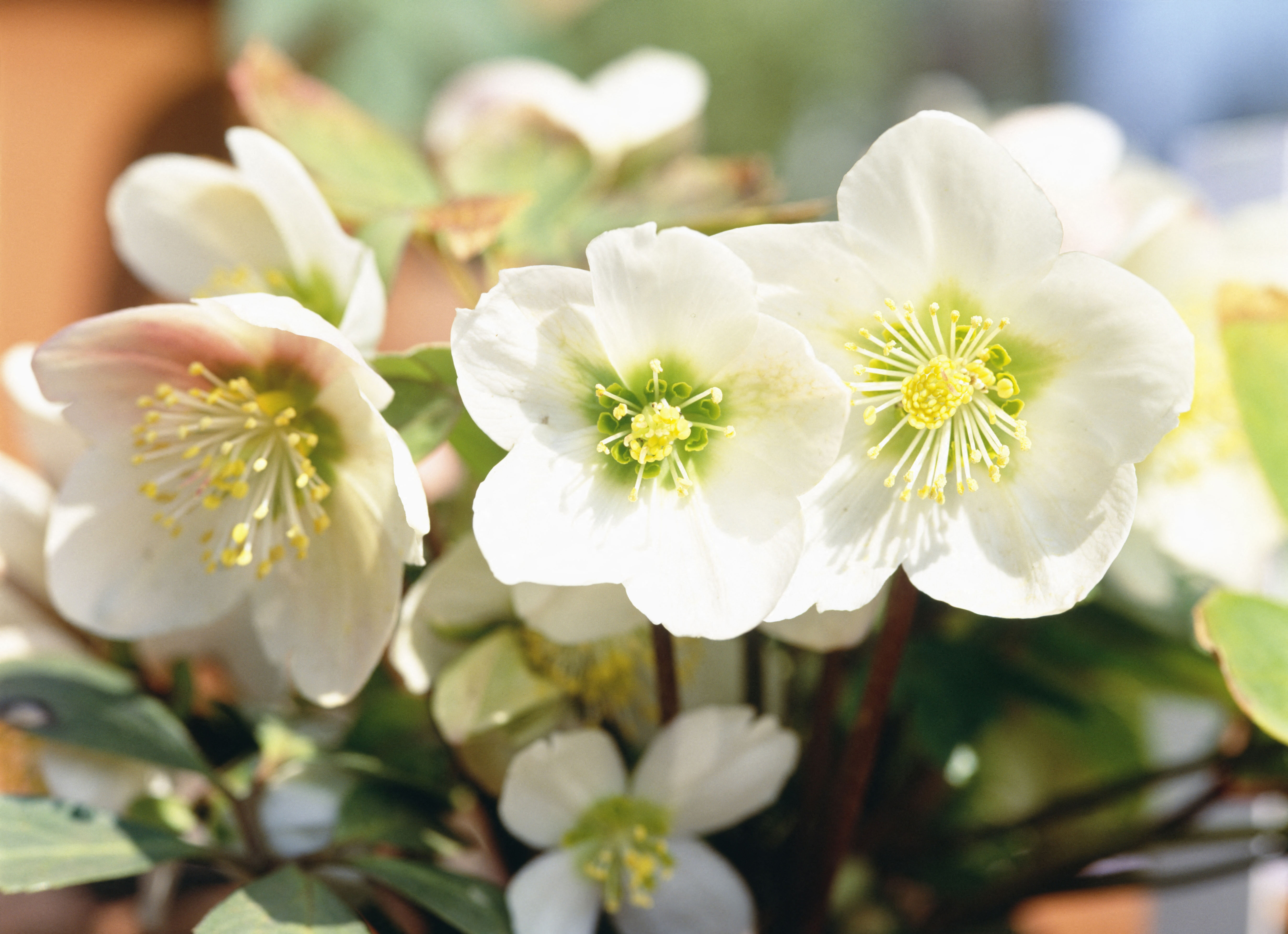 White Hellebore flowers with prominent yellow stamens.