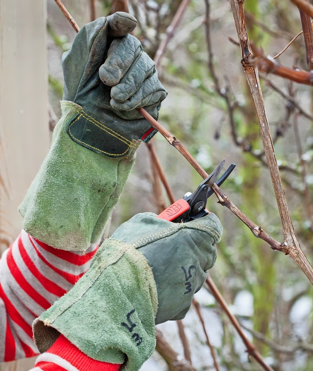 A person wearing green gloves pruning a grapevine branch with secateurs.