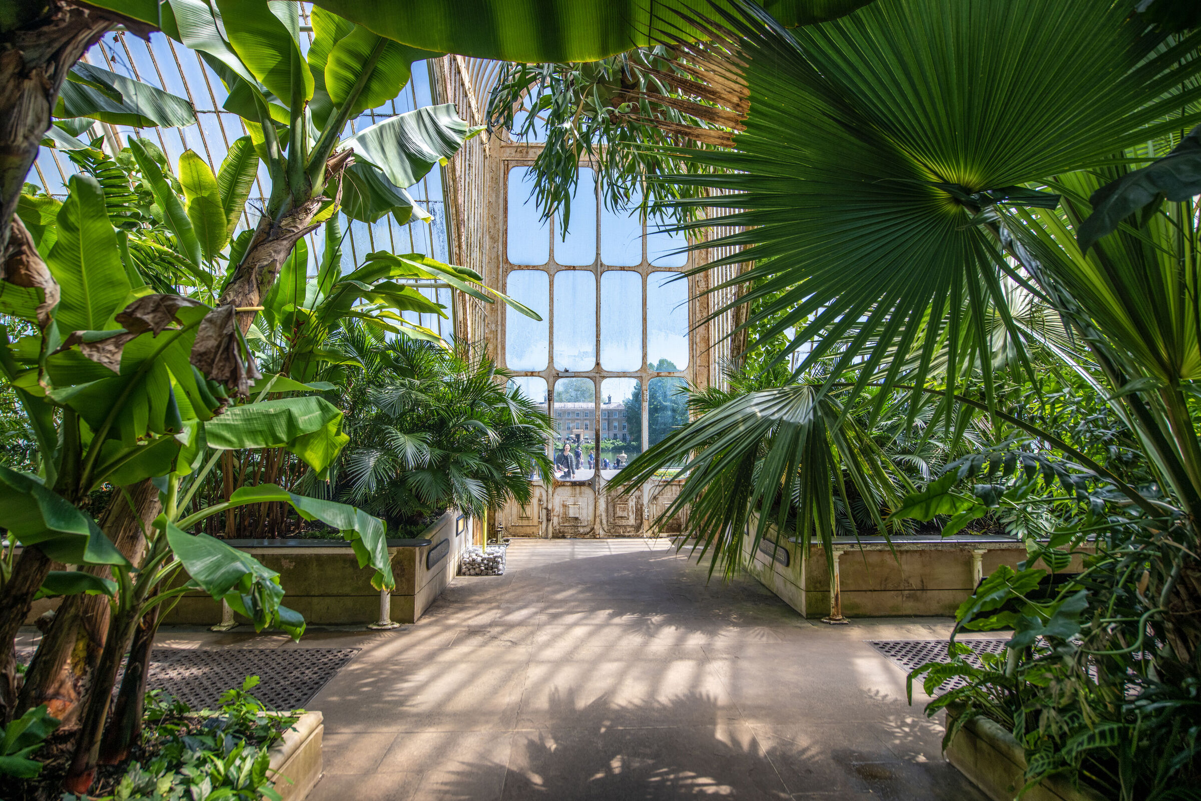 Interior view of the Palm House at Kew Gardens, with large tropical plants and a large window showing a building outside.