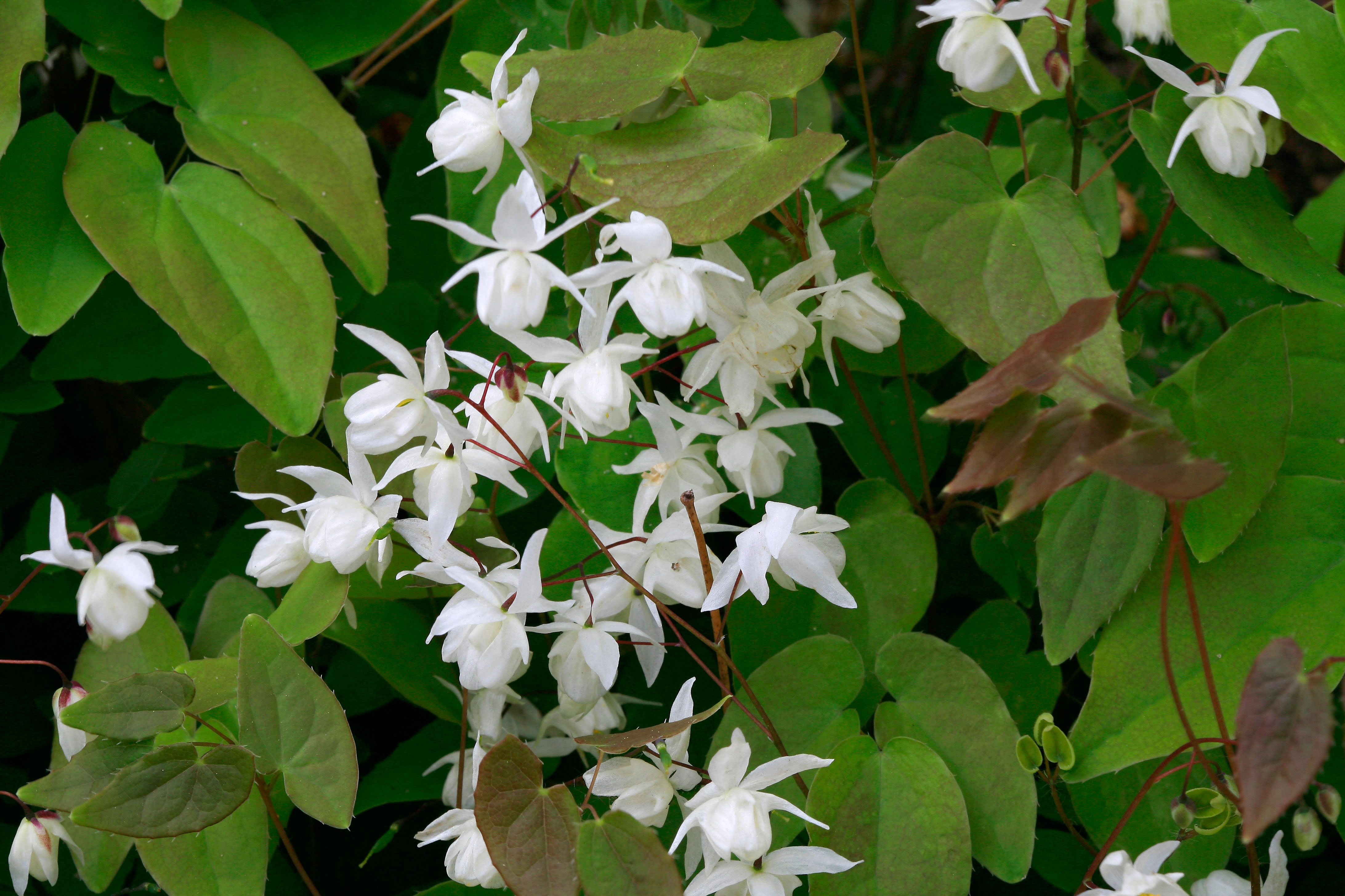 Epimedium Youngianum Niveum with white flowers and green and brown leaves.