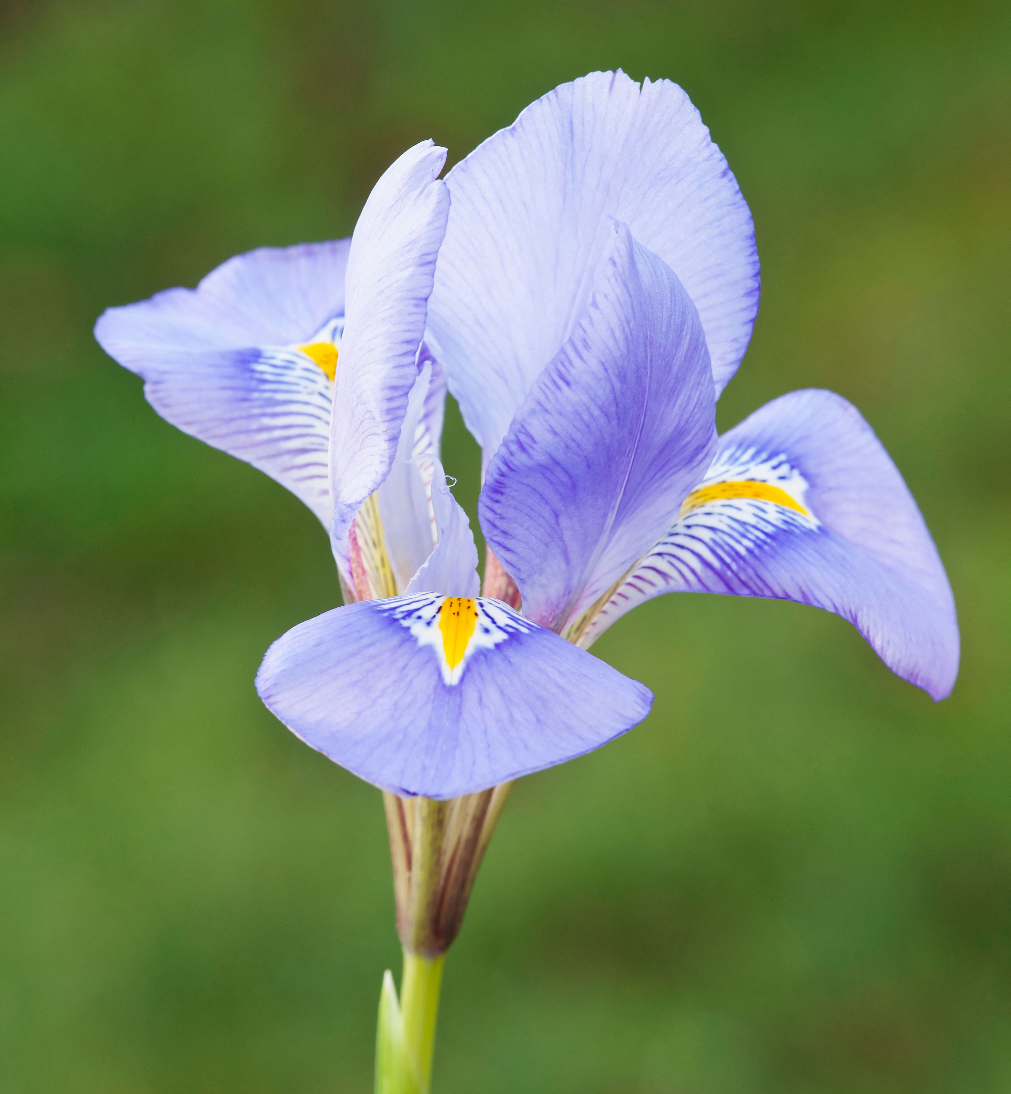 Iris unguicularis flower with pale blue, veined petals and a yellow central stripe.