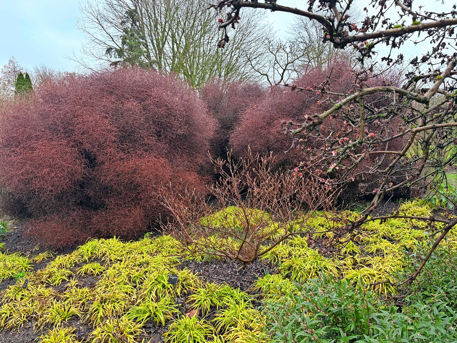Muehlenbeckia astonii (wiggy wig bush) and rush plants at Cambridge University Botanic Garden.