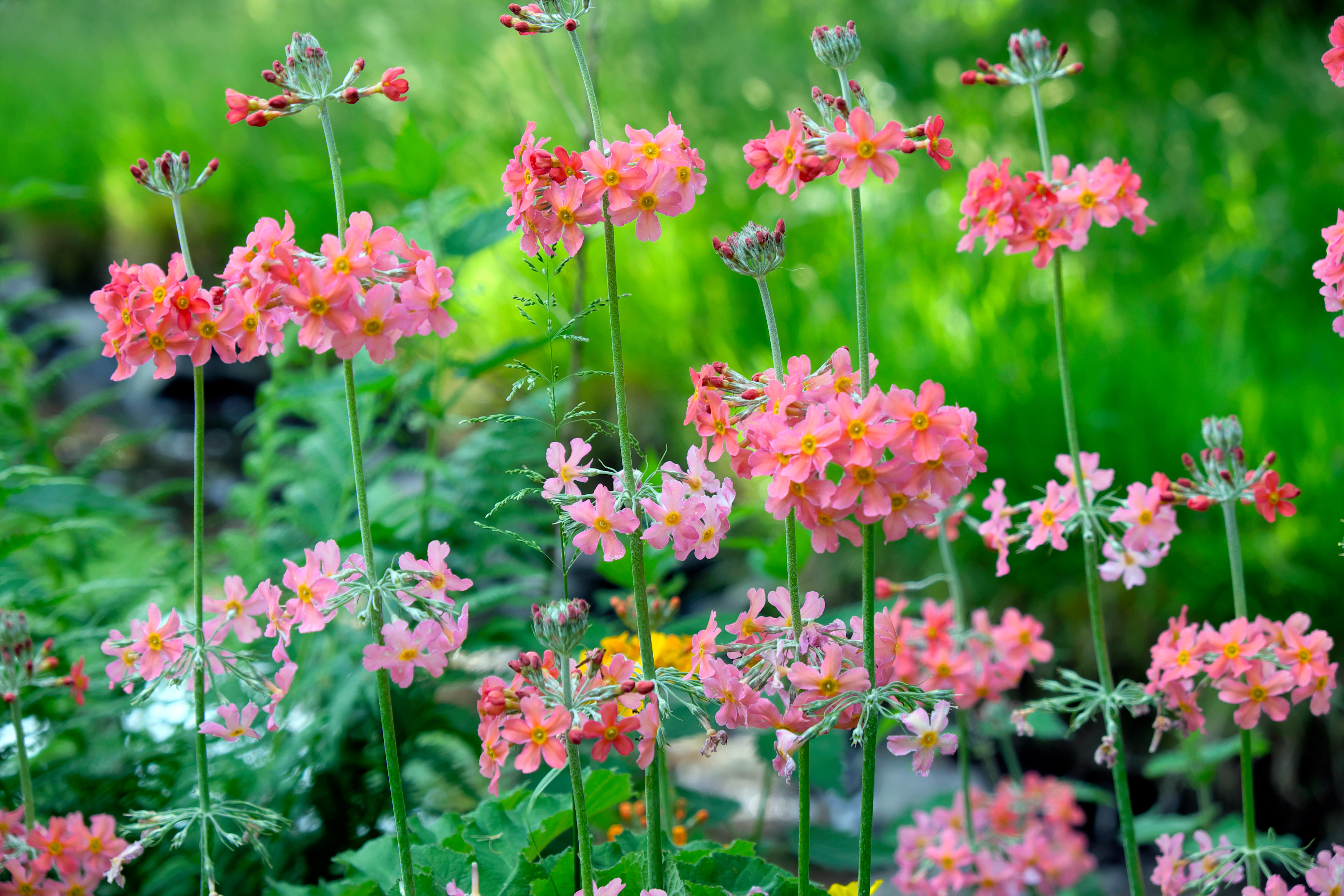 Pink Candelabra primrose flowers growing near a pond in a shady garden.