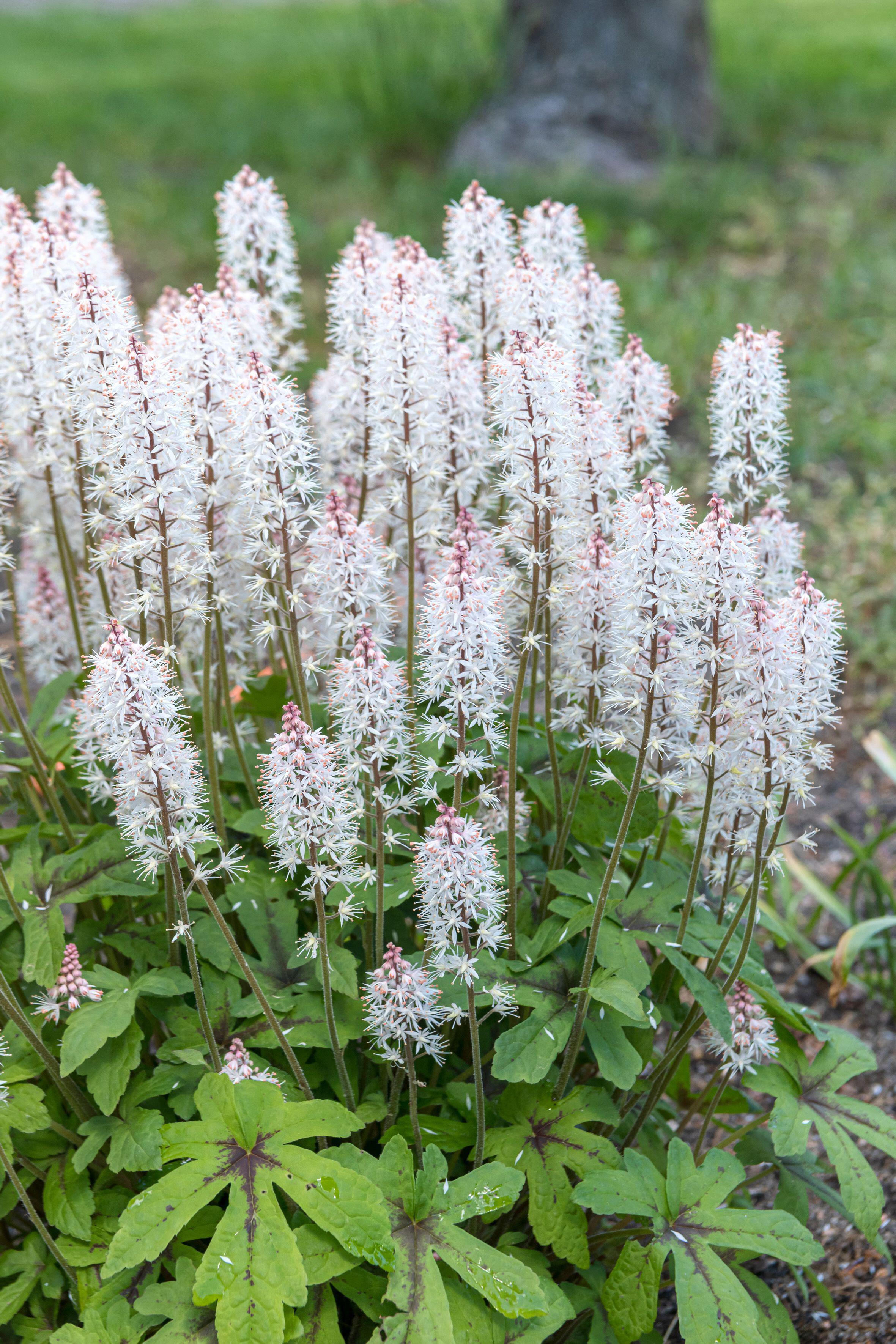 Tiarella 'Spring Symphony' with clusters of spiky white flowers and green leaves with dark centers.