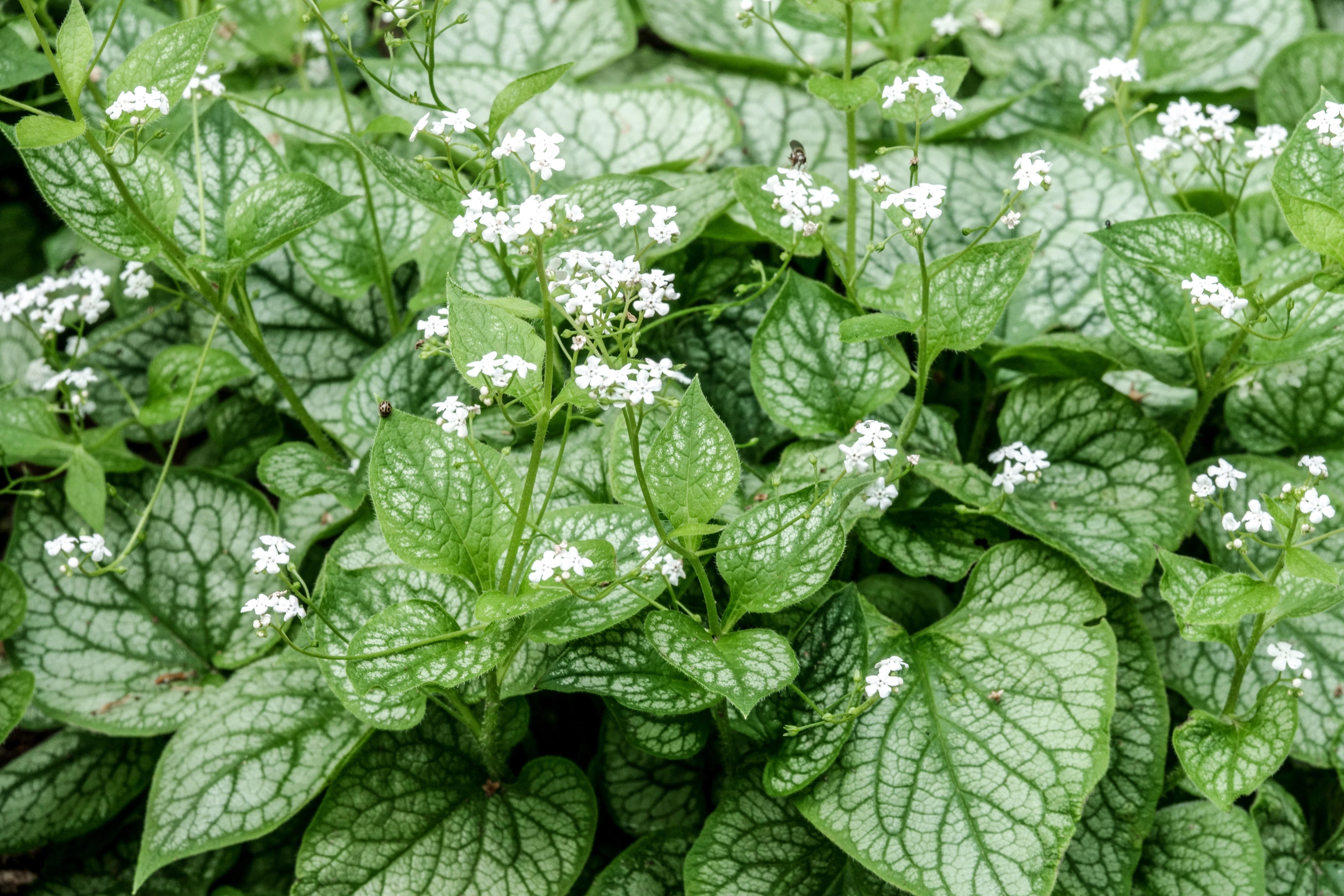 Siberian Bugloss, Brunnera macrophylla 'Mr. Morse' ground cover plants.