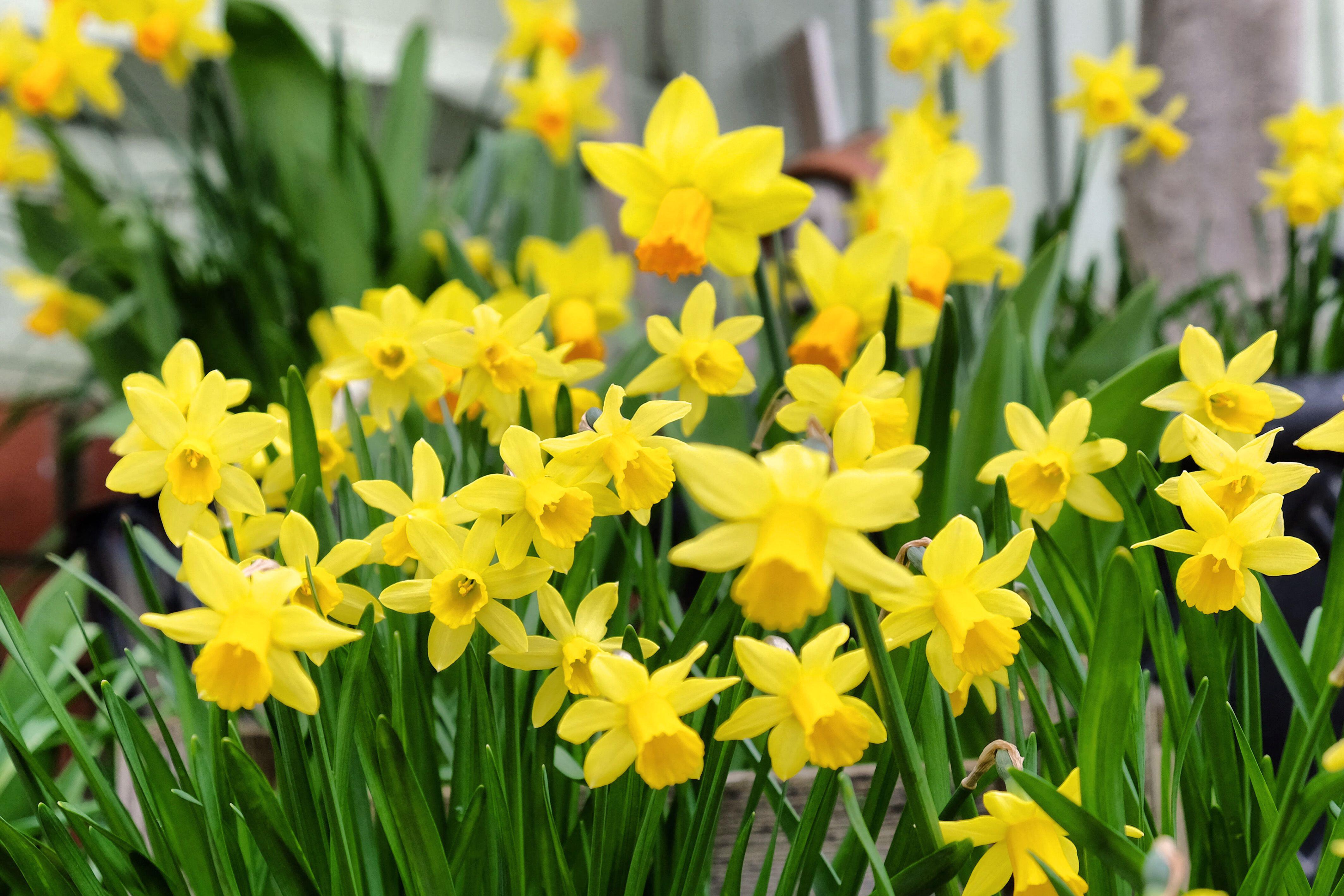 Dwarf Tate-a-tete daffodils in bloom.