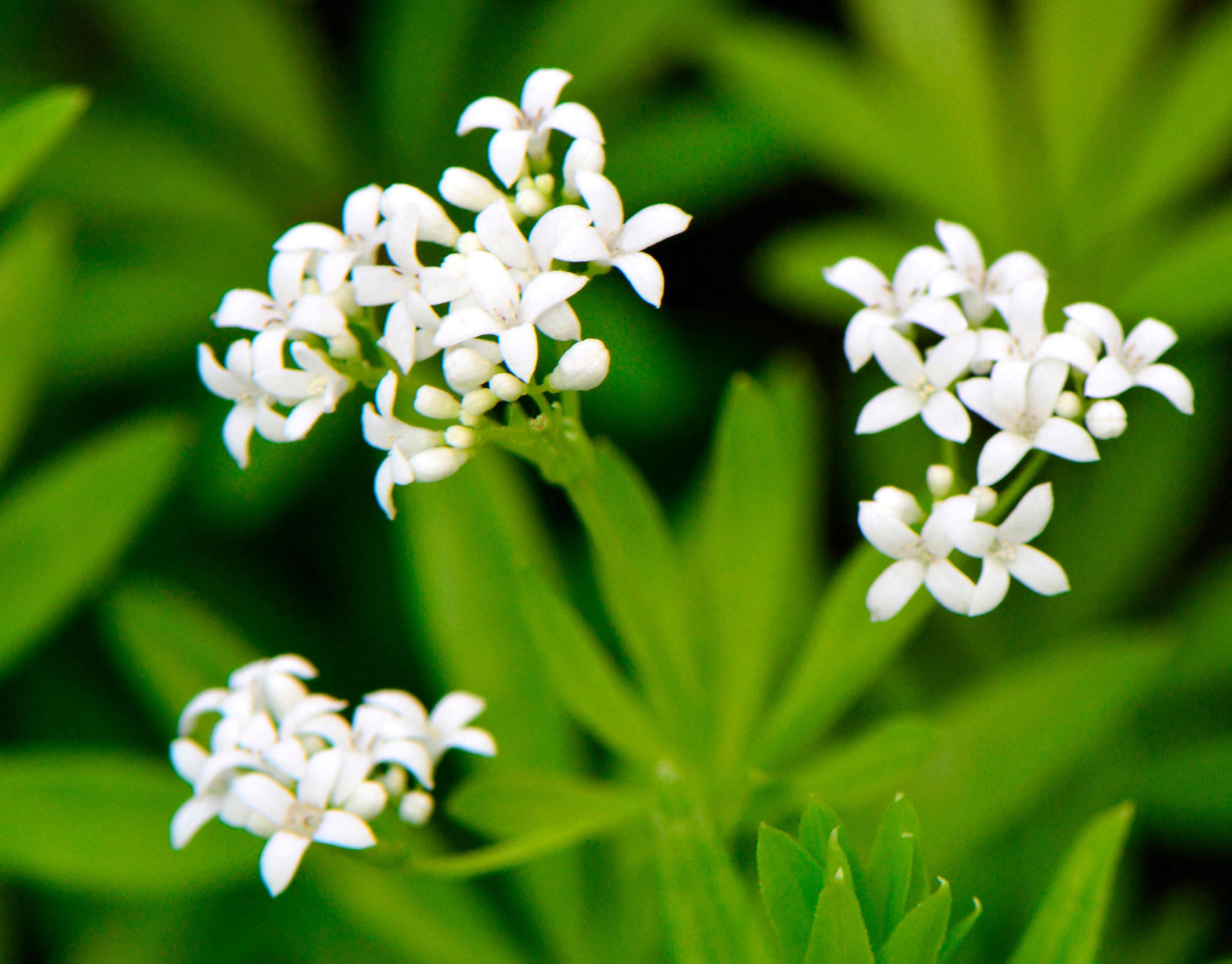 Sweet Woodruff (Galium odoratum) with white flowers against green leaves.