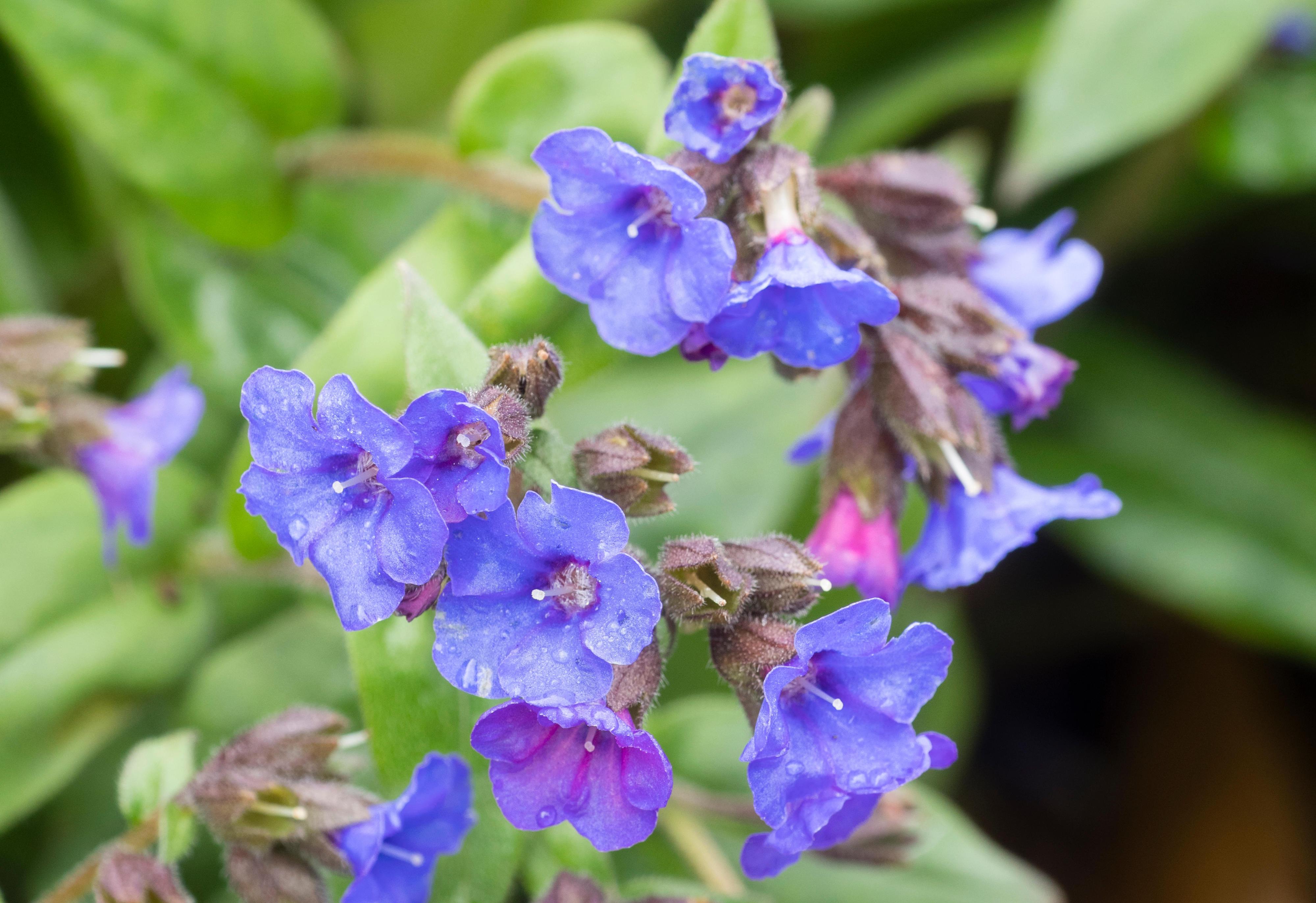 Blue flowers of the spring-blooming lungwort, Pulmonaria 'Blue Ensign', with unspotted foliage.