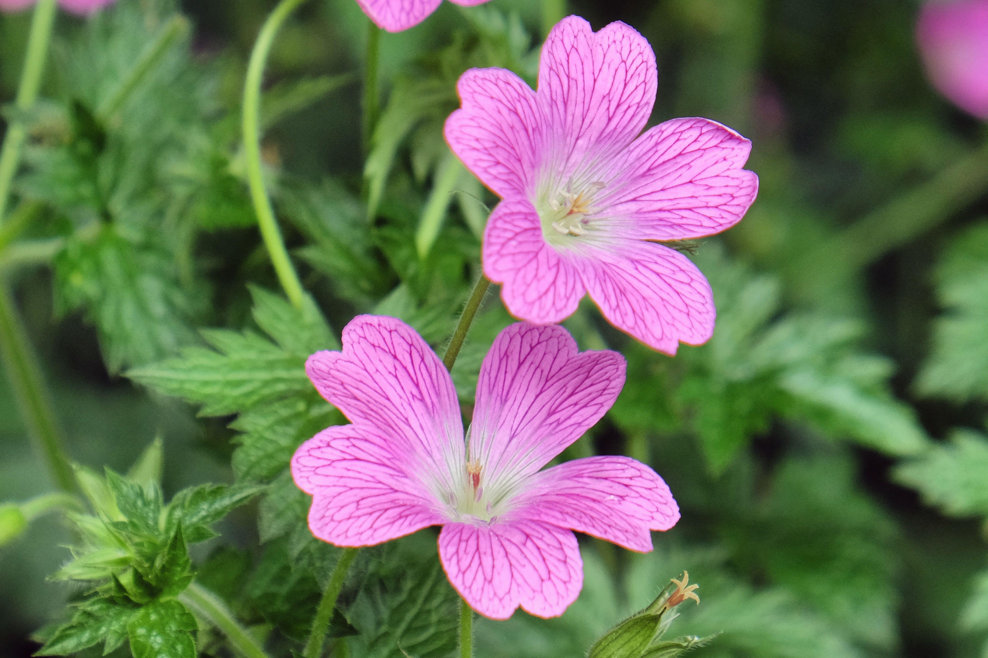 Pink hardy geranium oxonianum 'Wargrave Pink' in flower.
