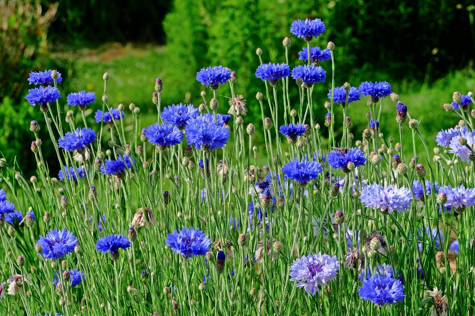 Field of blue cornflowers in Suzanne's vegetable garden, Le Pas, Mayenne, France.