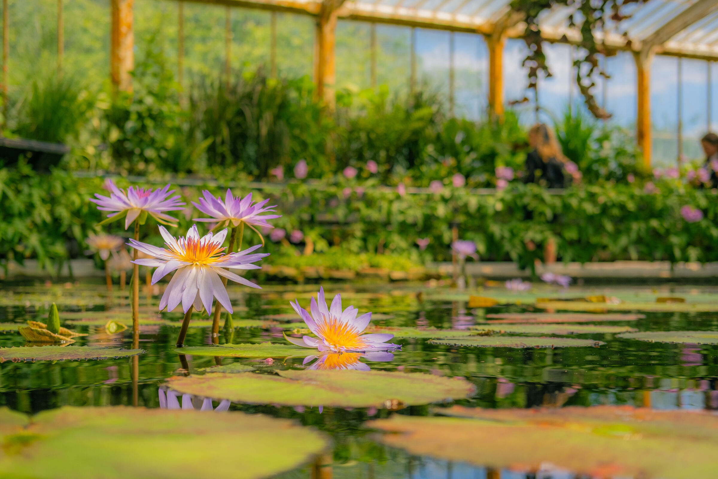 Waterlilies blooming in the Waterlily House at Kew Gardens.