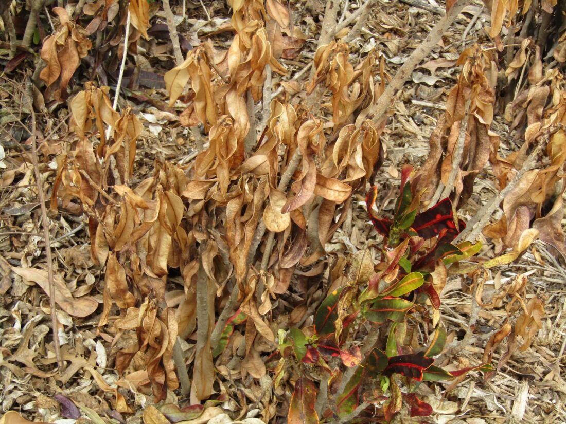 A brown, mostly dead plant with green at the bottom