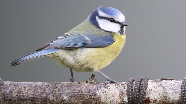 Blue Tit (photo by Jim Wilson)