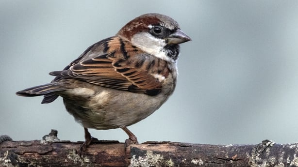 House Sparrow (photo by Jim Wilson)