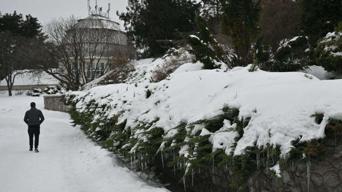 Plants in Ukraine wither due to frost and power cuts