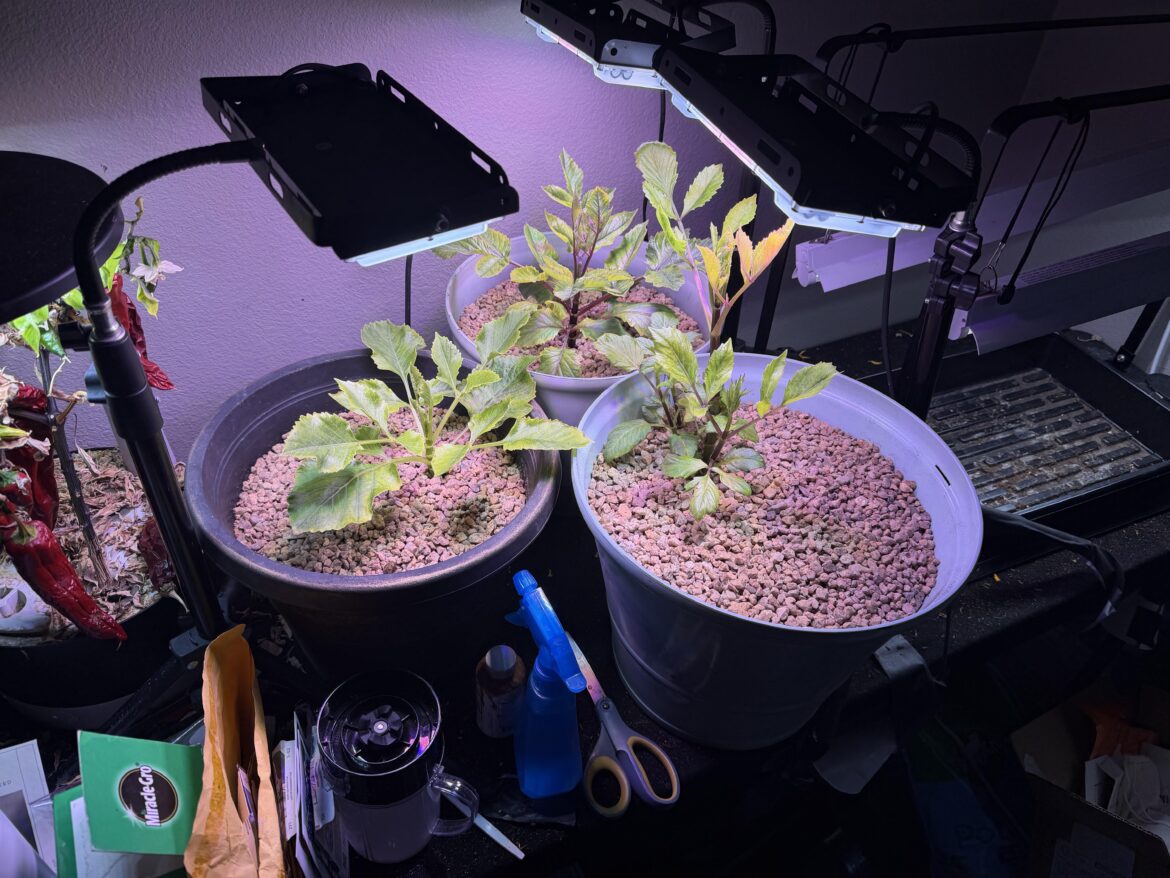 Winter Dahlia Update Winter Dahlia Update