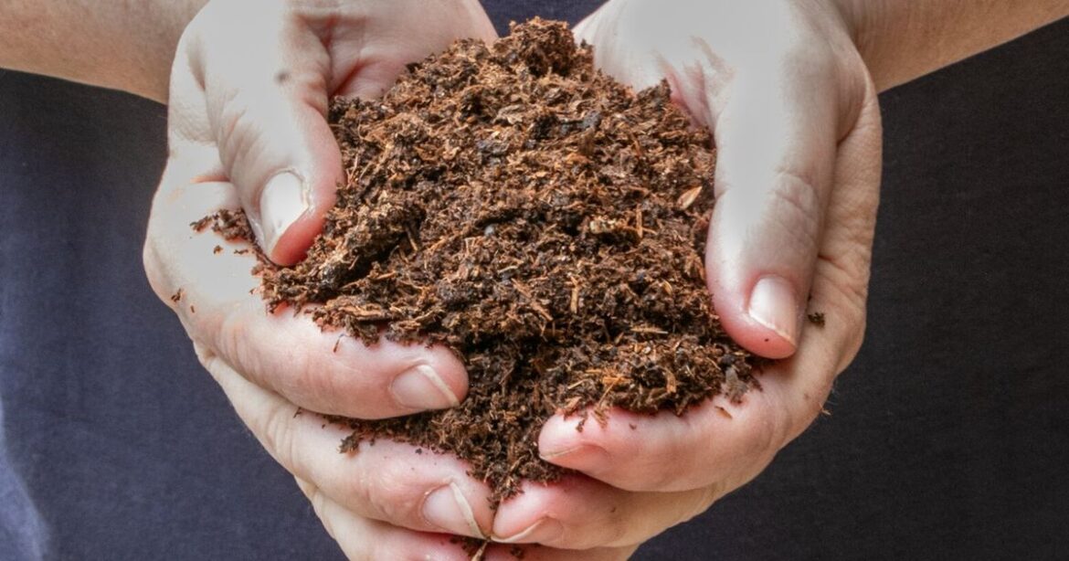Why and how to replace peat moss in your soil and garden