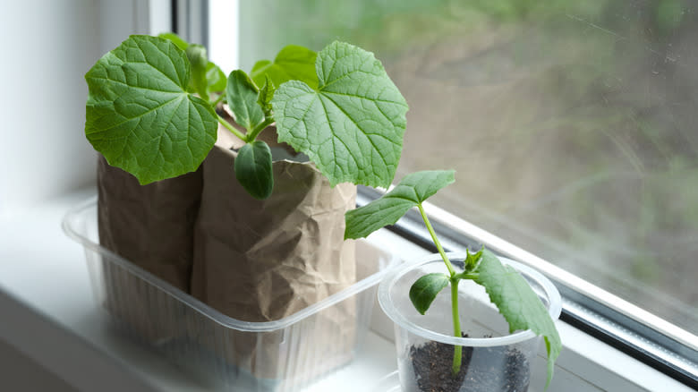 cucumber seedlings growing in windowsill