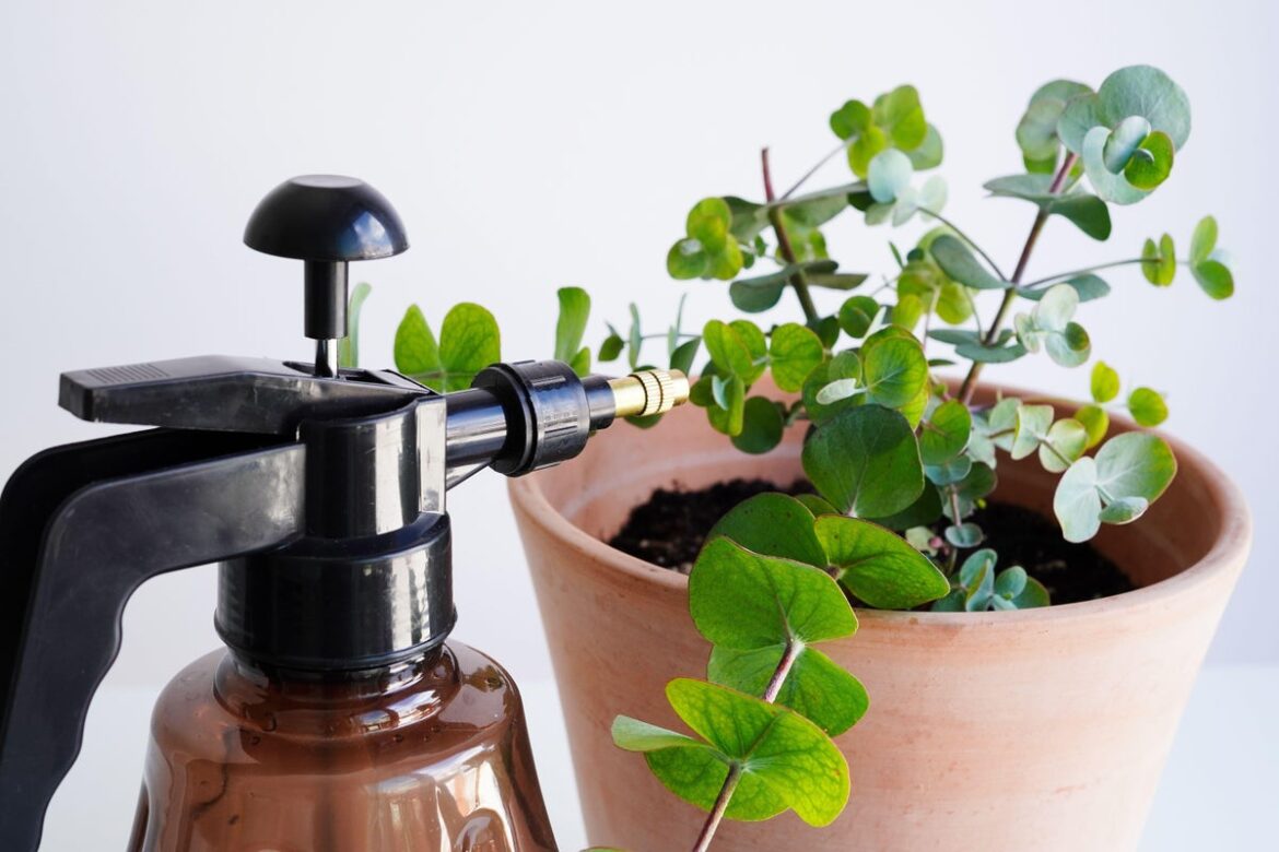Stop watering your plants once a week, expert warns Stop watering your plants once a week, expert warns