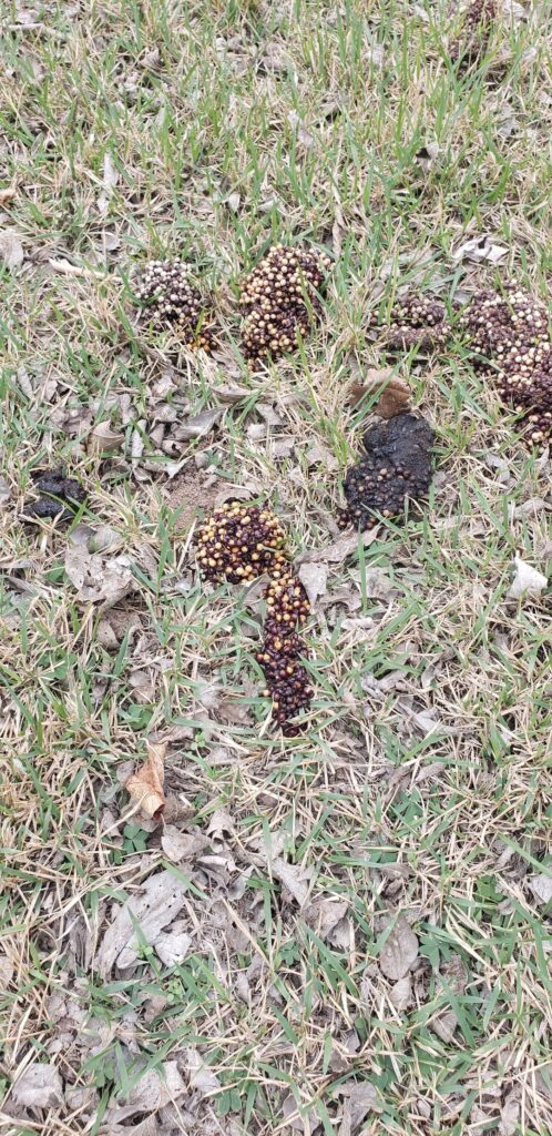 What's pooping in my back yard?