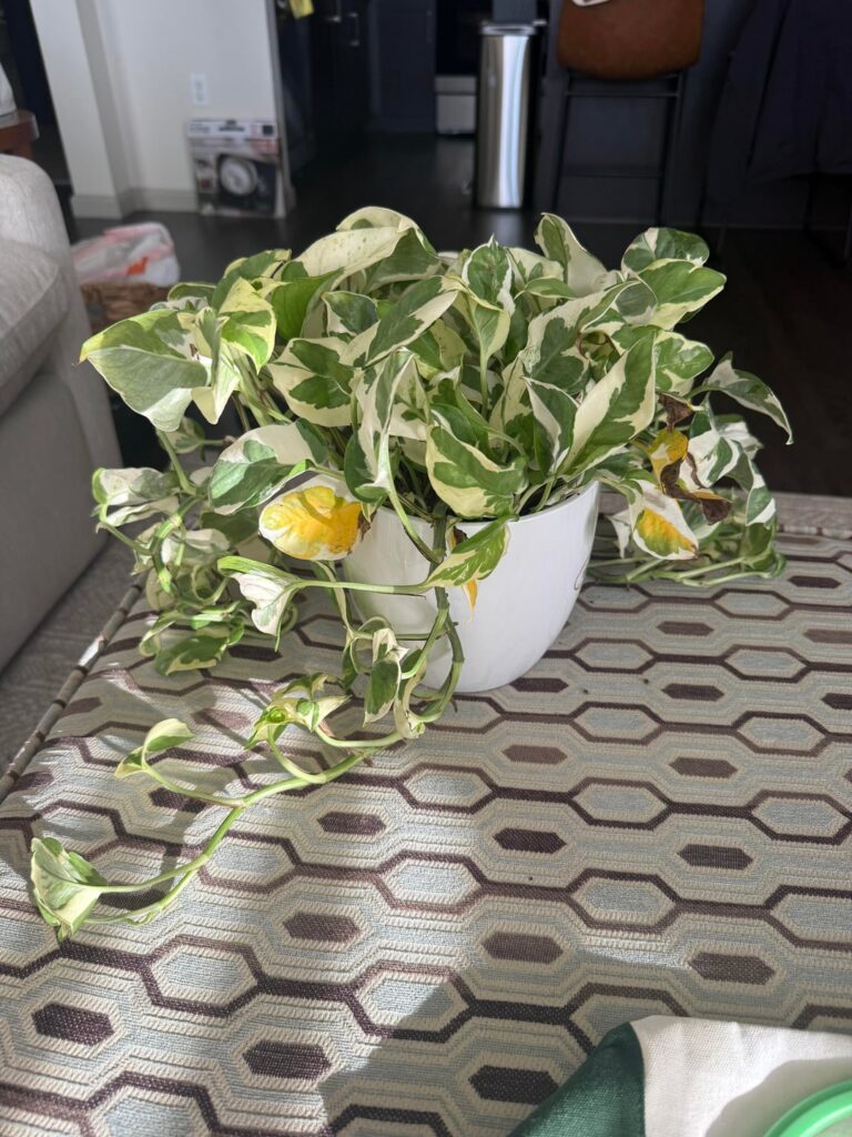 Help what am I doing wrong!!