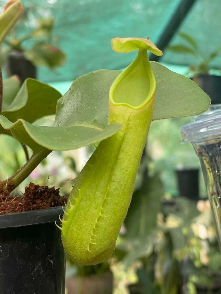 Is a Nepenthes truncata alba considered rare?
