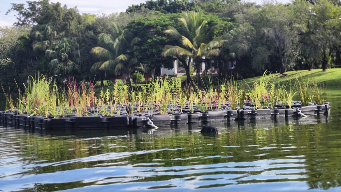 Floating gardens could offer a beautiful fix for polluted water » Yale Climate Connections