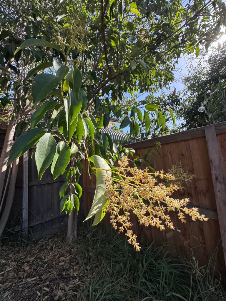 I feel like this is the most plant looking plant there is..